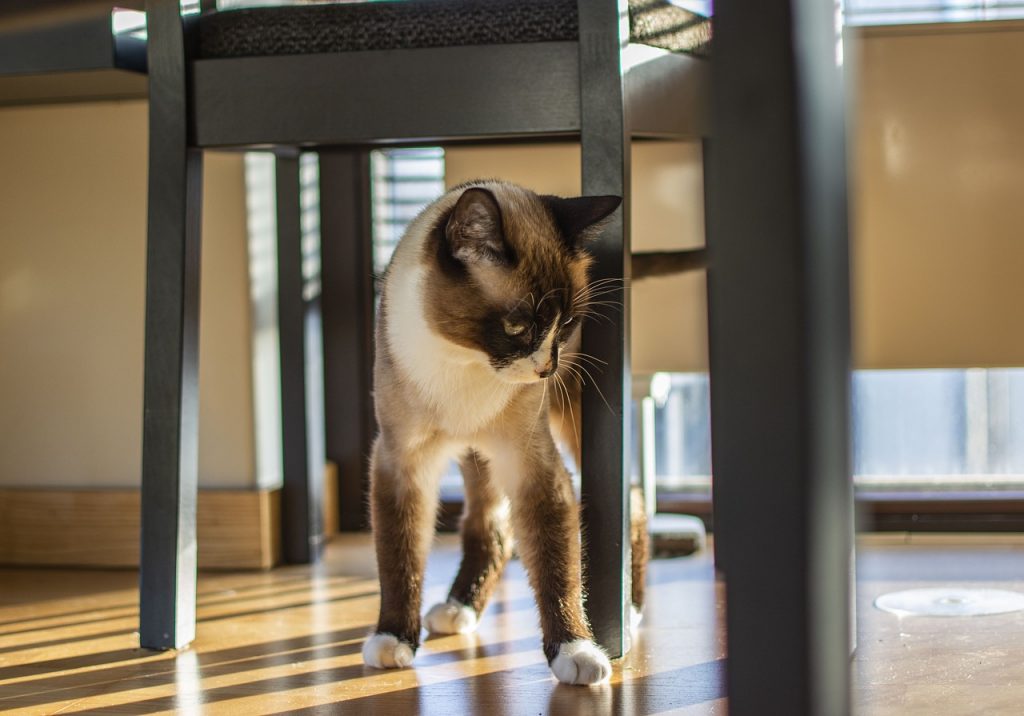 Chewy is greatly positioned for growth' amid coronavirus crisis: Dan Miller